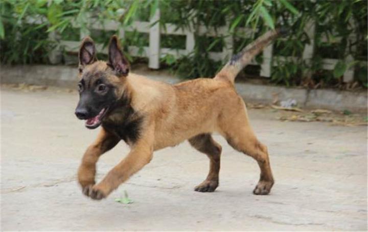 一只纯种马犬幼犬多少钱